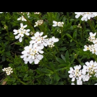 Corbeille d'argent, Iberis Sempervirens (fam Brassicacees) (Europe meridionale) (3)